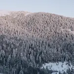 дбайлива ципа