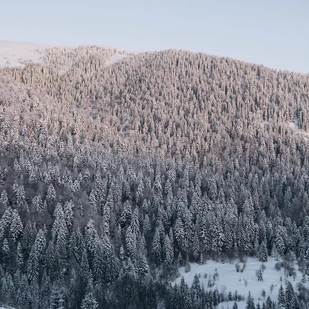 дбайлива ципа