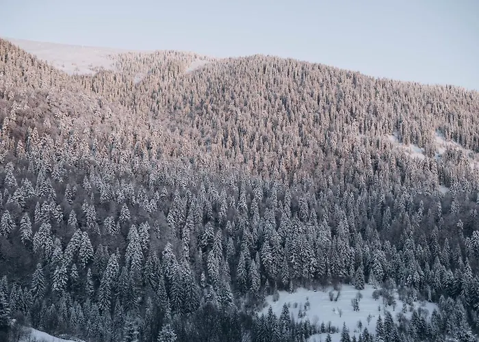 дбайлива ципа